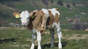 В Аргентине родился жуткий теленок с человеческим лицом