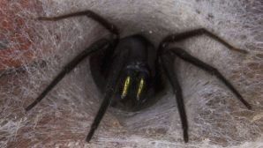 Ужасающий паук со светящимися челюстями вылез из стены офиса