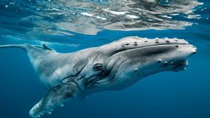 Охоту горбатых китов сняли на видео