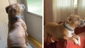 «Где же он?»: радующийся возвращению хозяина домой пес попал на видео