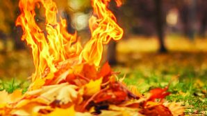Почему сжигать листья в 350 раз хуже, чем курить
