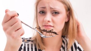 Футуролог рассказала, почему насекомые станут основой рациона человека