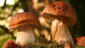 Как грибы помогают защитить мужчин от рака
