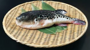 Смертельный токсин рыбы фугу помогает ей бороться со стрессом