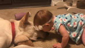 Девочка поцеловала свою собаку, но никто не ожидал, что пес отреагирует