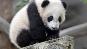 Икающий детеныш панды стал "звездой" соцсетей