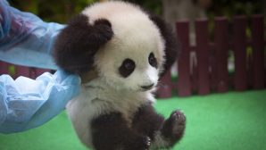 Милые кадры: икающий детеныш панды стал «звездой» соцсетей
