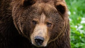 В отеле в Болгарии медведь пришел искупаться в бассейне