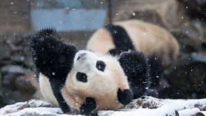 В Китае панда обрадовалась снегу и устроила танцы