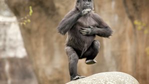 Наблюдения за шимпанзе позволили ученым понять, как люди научились танцевать