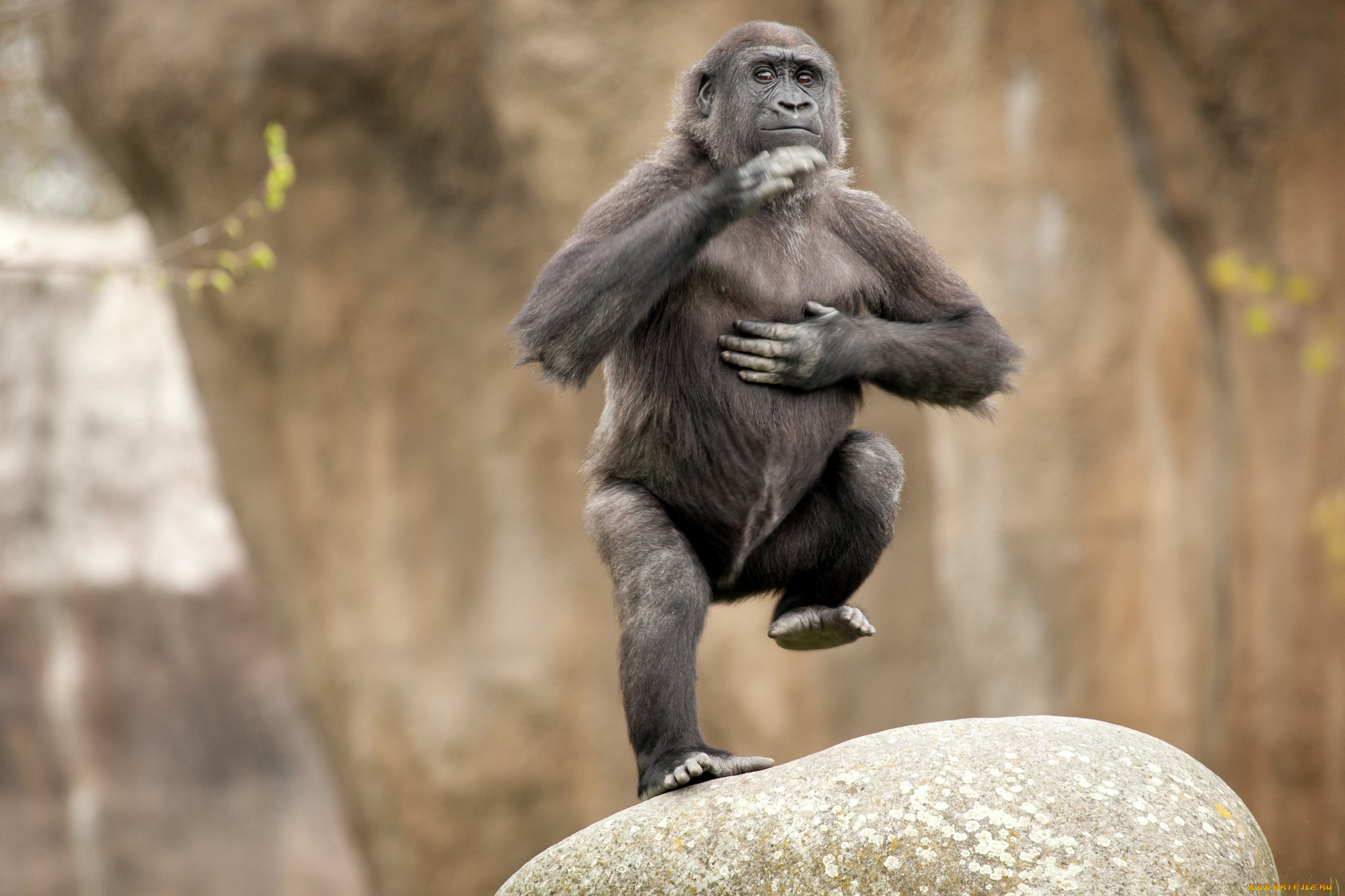 Танцующий шимпанзе. Обезьяна. Смешные обезьяны. Обезьяна танцует. Макака танцует.
