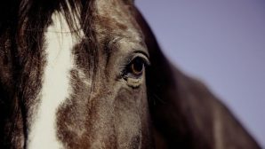 В Кызылординской области скотокрад до своего задержания успел пустить на мясо 6 чужих лошадей