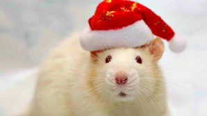 Специалисты рассказали, как правильно встретить год Крысы в соответствии с китайскими традициями