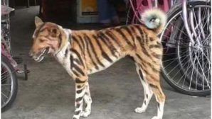 В Индии даже собаки - тигры: фермер перекрасил пса, чтобы отпугивать местных обезьян