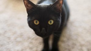 Как кошка реагирует на оптическую иллюзию: более 6 000 000 просмотров