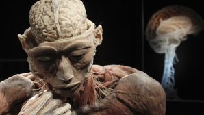 Учёным удалось выяснить, как мозг воспринимает смерть