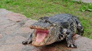 Во Флориде аллигатор укусил студентку