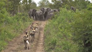 Слоны защитили своих малышей от хищников — впечатляющее видео