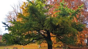 Китайские ученые разгадали секрет долголетия деревьев