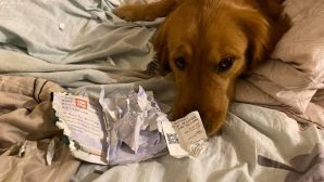 Уничтожил паспорт: Собака спасла женщину от китайского коронавируса