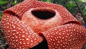 В Индонезии найден крупнейший «цветок-монстр»