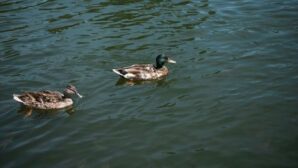 150 погибших диких уток обнаружено на озере в ВКО