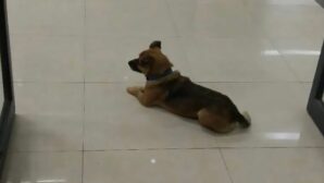 В Уханьской больнице верный пес три месяца ждал своего умершего от коронавируса хозяина