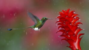 Ученые: колибри видят цвета, недоступные человеку