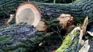 Упавшее дерево убило подростка в Павлодарской области