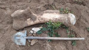 В Акмолинской области найдена кость мамонта