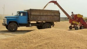 В Алматинской области убрали более 70% зерновых культур