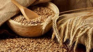 В СКО водитель украл более 10 тонн пшеницы