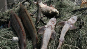 В Атырау задержали браконьеров со 100 кг запрещенной к отлову рыбы