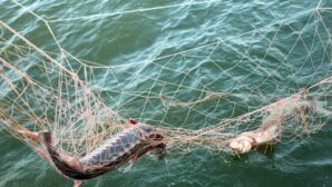 Пограничники в Каспийском море задержали браконьеров с 245 кг рыбы