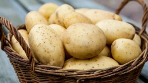 В Казахстане выведен новый сорт картофеля
