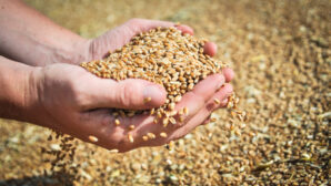 В Казахстане убрано более 93% зерна