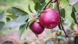 В Сайрамском районе Туркестанской области посадили яблоневый сад на 100 га