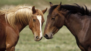Жители ВКО за два месяца наворовали лошадей на 14 млн тенге