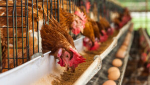 В Костанайской области из-за птичьего гриппа закрывается крупная птицефабрика