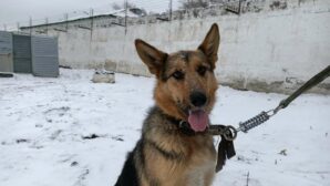 В Карагандинской области уличного пса взяли на службу в полицию