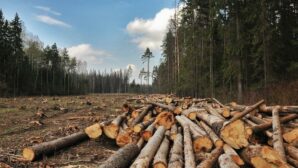 В ВКО браконьеры вырубили более 350 деревьев