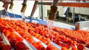 В Казахстане появится томатный завод за 32 млн долларов