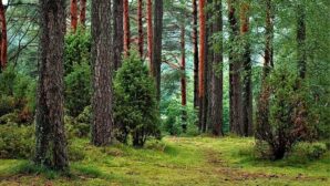 Ученые хотят создать лес "нового поколения"