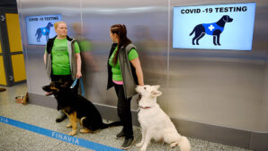 Собаки определяют коронавирус в аэропорту Хельсинки