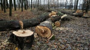 В Казахстане увеличены штрафы за незаконную вырубку деревьев
