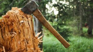Штраф за незаконную вырубку деревьев увеличат в 5 раз