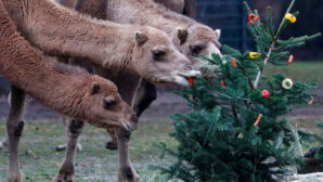 Алматинский зоопарк собирает живые елки