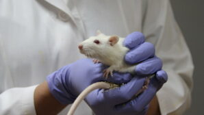 В Японии ученые смогли замедлить процесс старения мышей