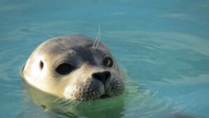 Занесение Каспийского тюленя в Красную книгу способствует появлению проблем для ученых